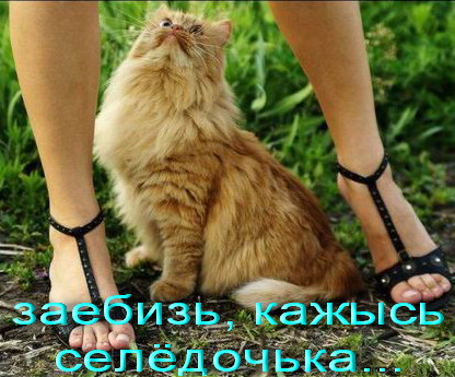 http://zaloba.ru/image/491/49127.jpg